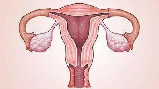 What are the functions of the uterus? What are the functions of the uterus?
